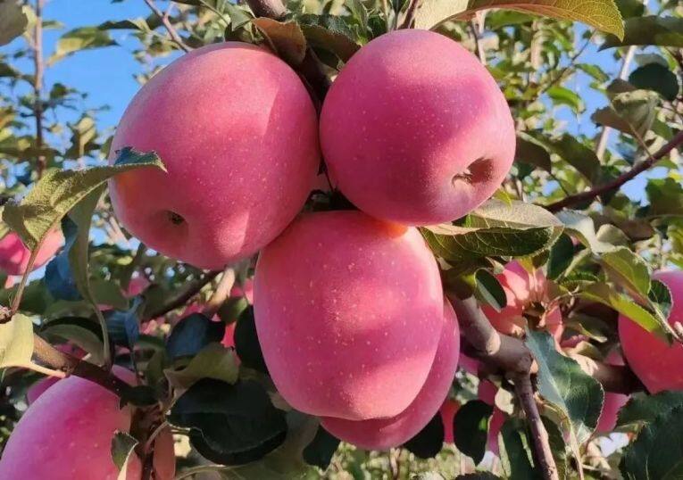 白馬鋪鎮(zhèn)的富士蘋果。