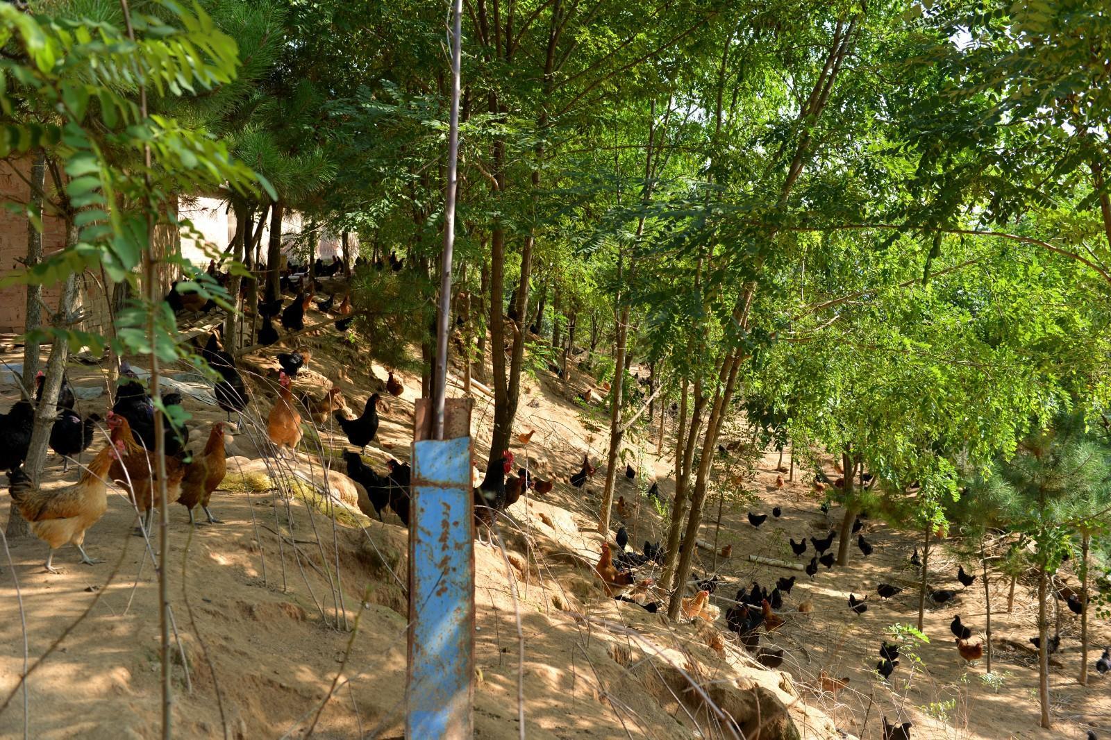 寧縣：林下經濟“點綠成金” 鋪就生態(tài)致富路
