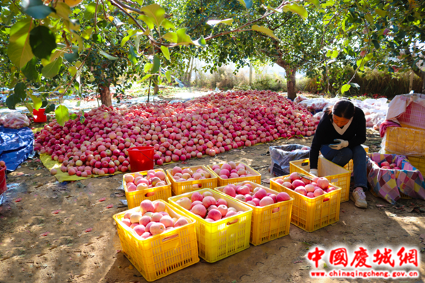 玄馬鎮(zhèn)：蘋(píng)果豐收采摘忙 孕育致富新希望