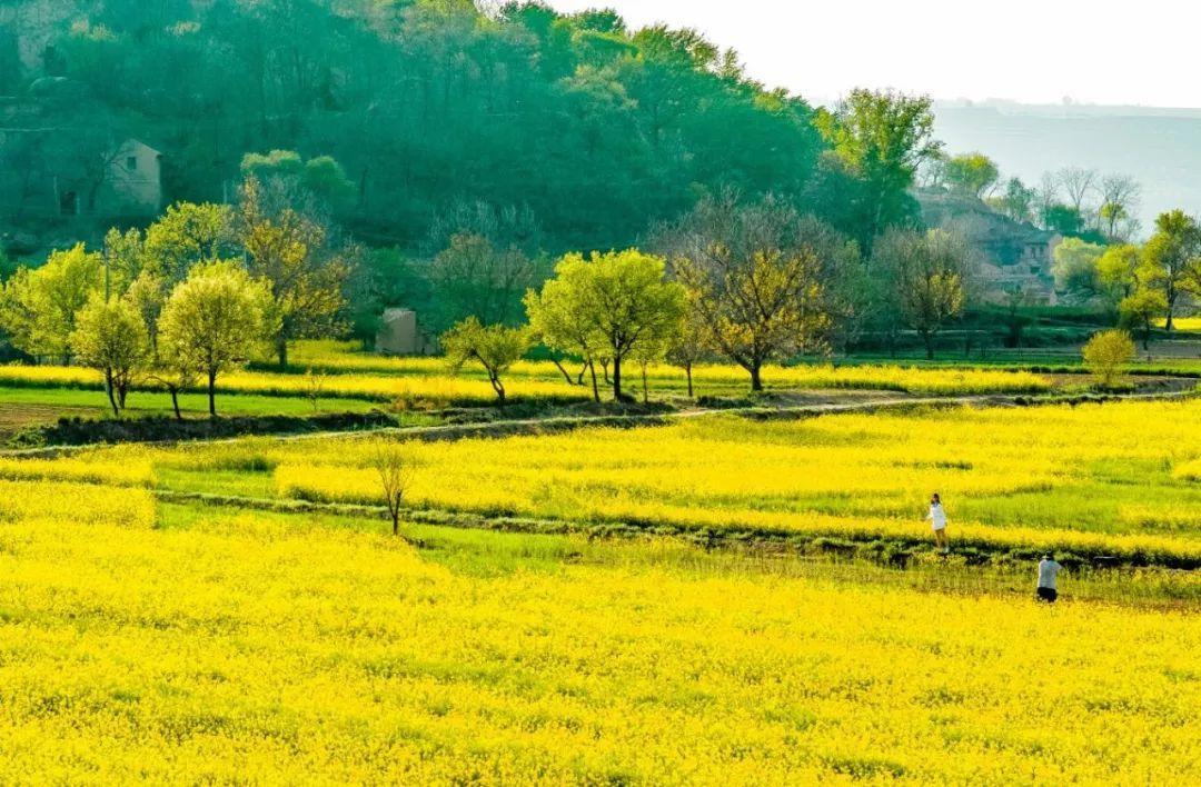 來慶陽(yáng)，一起“上春山”