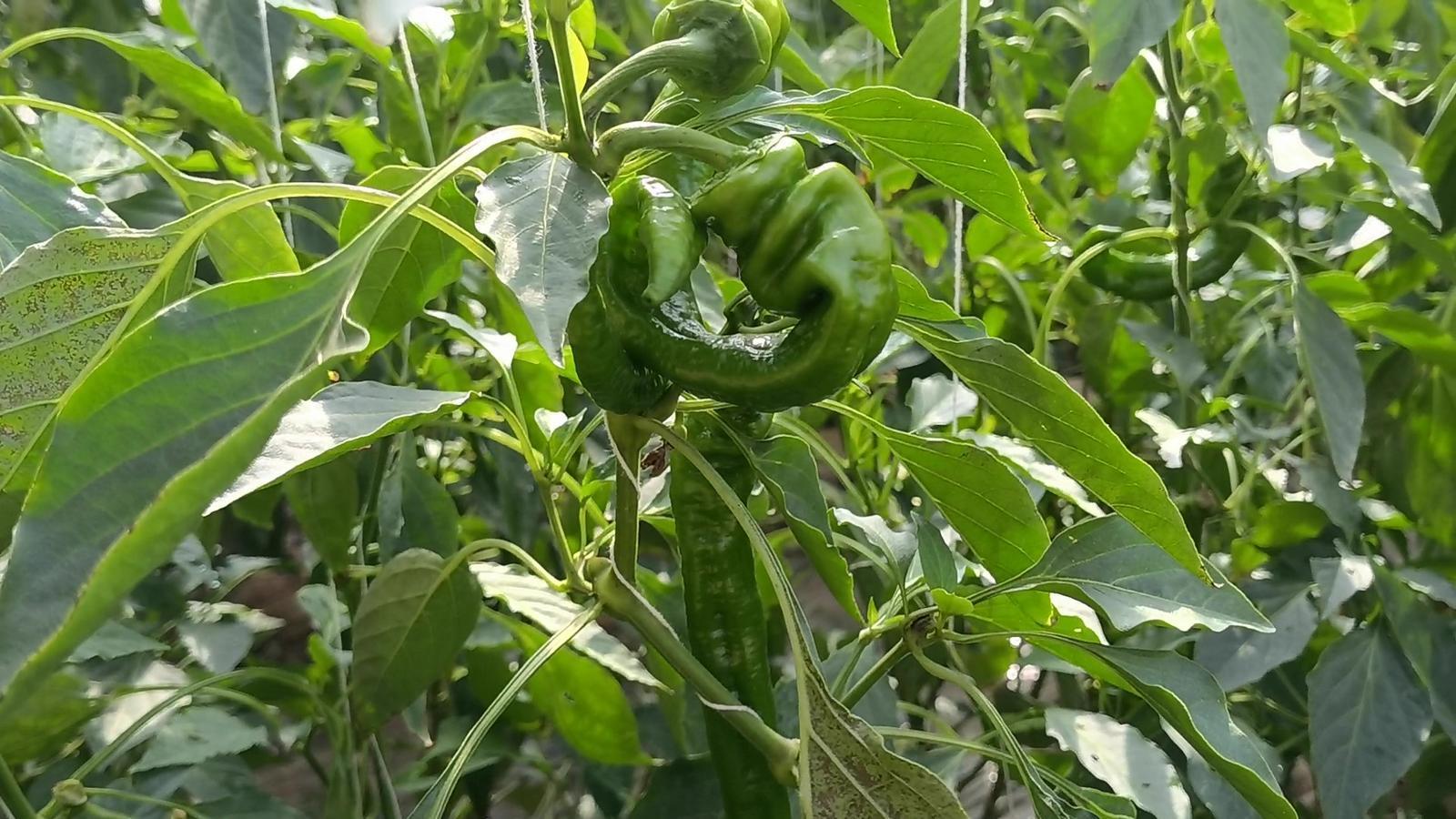 【春潮涌 繪新景丨寧縣篇】把“餐桌配菜”變成“致富主菜”！湘樂鎮(zhèn)奏響鄉(xiāng)村振興“椒”響曲