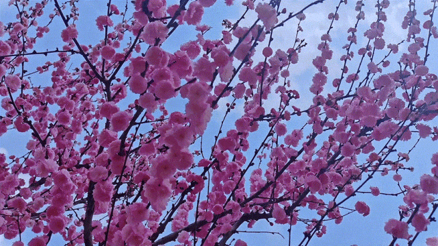 慶陽(yáng)的春日，舉目晴明，一路春暖花開